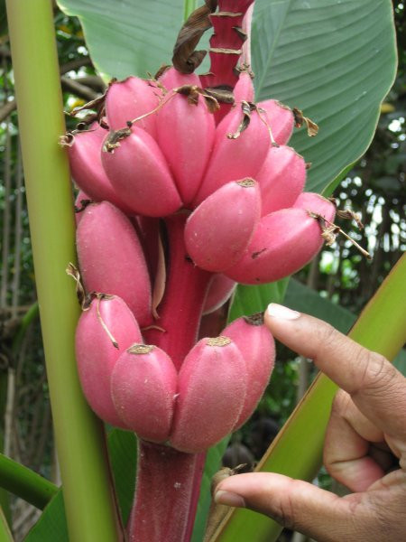 Khác với giống chuối thường, quả chuối cảnh này có màu hồng tươi và vỏ quả được bao phủ bởi lớp lông mỏng.