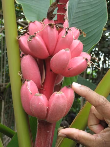 Khác với giống chuối thường, quả chuối cảnh này có màu hồng tươi và vỏ quả được bao phủ bởi lớp lông mỏng.