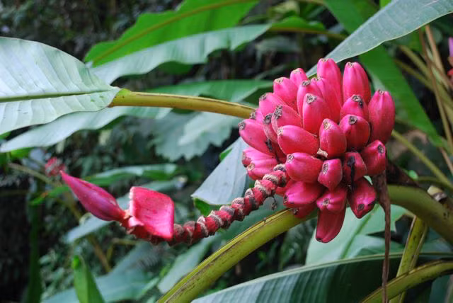 Loại chuối này được ươm trồng từ hạt và thời gian từ khi ươm hạt tới lúc cho quả là khoảng 1 năm.