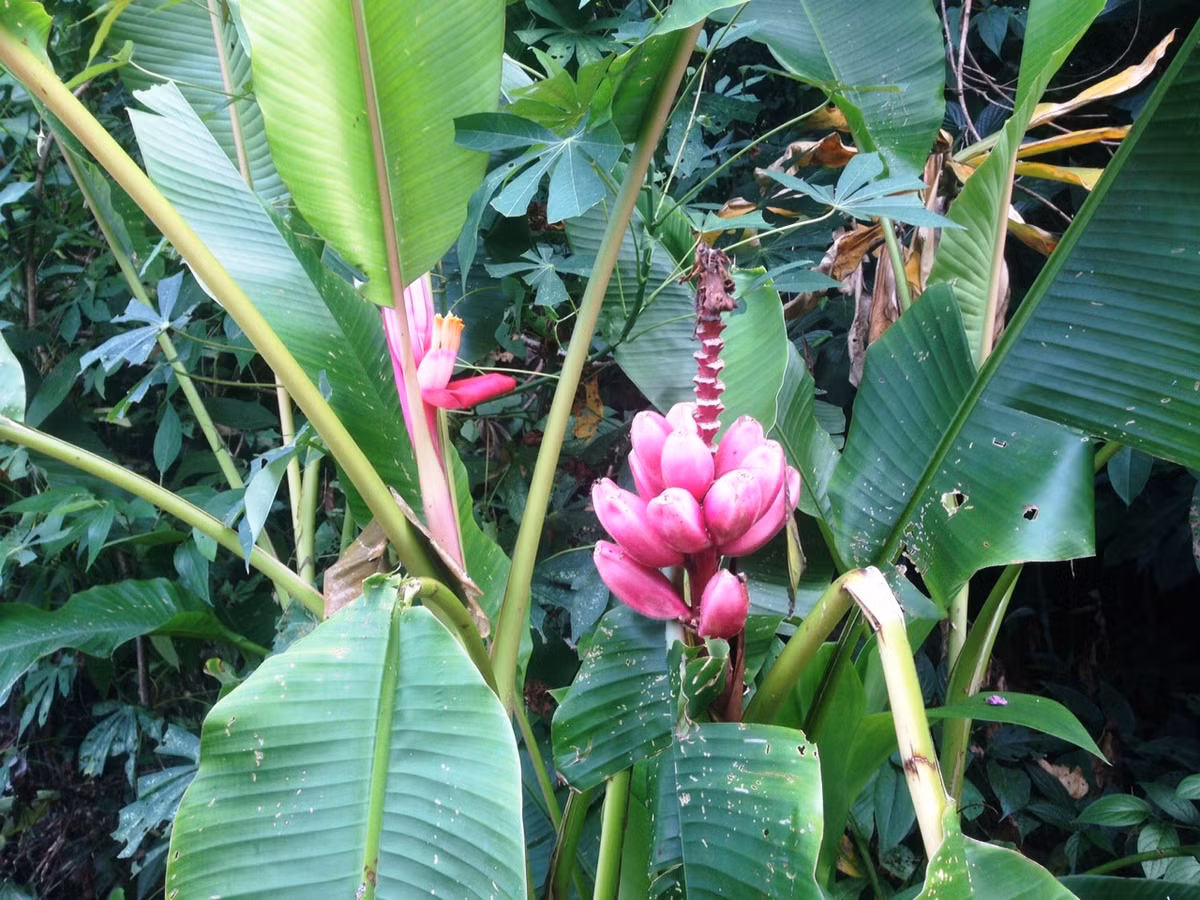 Cây chuối hồng được trồng vừa để làm cảnh, vừa cho thu hoạch quả.