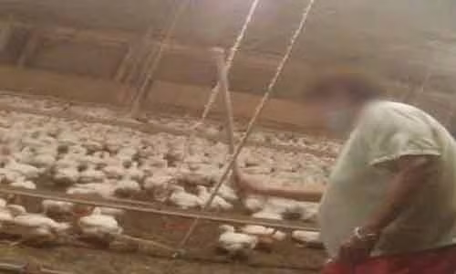 Tại trang trại Tyson Foods, hơn 120.000 con gà được nuôi nhốt trong điều kiện chật chội, kém vệ sinh.