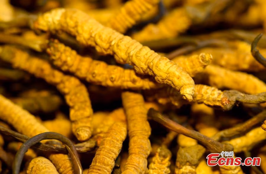 Đông trùng hạ thảo thực chất là một loài nấm ký sinh trong ấu trùng bướm, được cho là thần dược đối với sức khỏe.