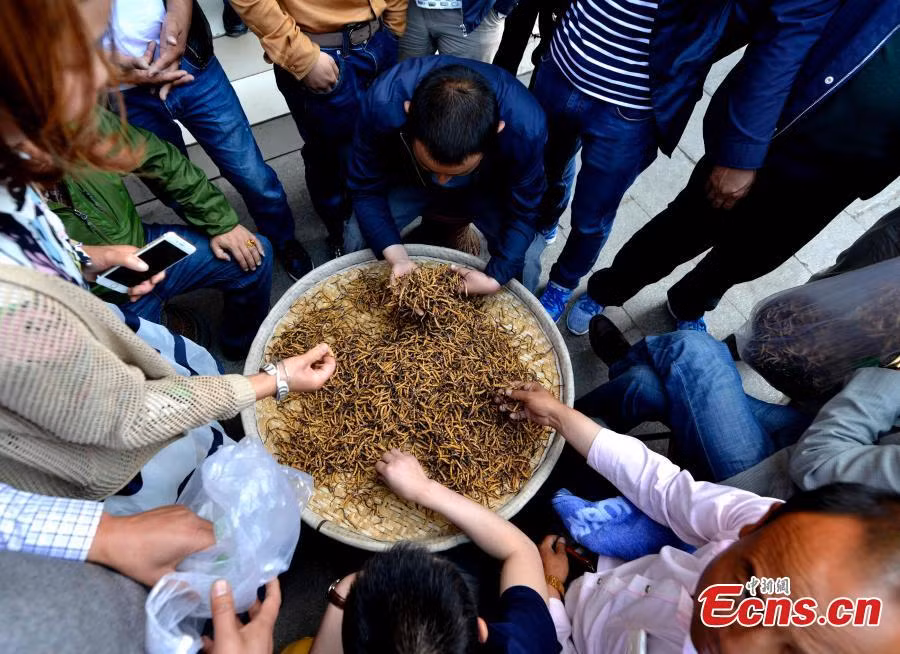 Khách hàng tấp nập chọn mua đông trùng hạ thảo trên phố.