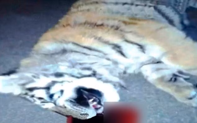 Ba người gồm cả quan chức và doanh nhân ở thành phố Thanh Đảo (Trung Quốc) mới đây bị phạt gần 500 USD vì nuôi 8 con hổ Siberia quý hiếm trong nhà làm thú cưng. Vụ việc chỉ bị phát hiện sau khi một con hổ cưng 7 tháng tuổi bất ngờ rơi xuống đất từ mái của tòa nhà 11 tầng. Trong hình là xác con hổ bị rơi từ tầng 11.