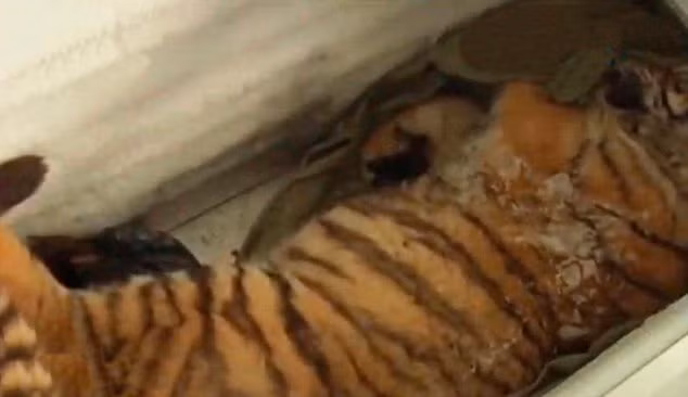 Hình ảnh chụp lại xác con hổ đáng thương nhảy xuống từ tầng 11 và chết thảm. Việc nuôi mãnh thú trong nhà làm thú cưng hoàn toàn bị cấm ở Trung Quốc.