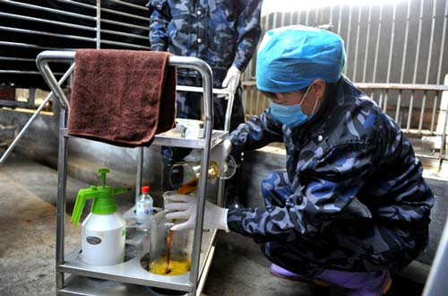 Mật gấu trong y học Trung Quốc là một loại thuốc quý được cho rằng có thể chữa khỏi những bệnh về gan, tiêu hóa hay các bệnh tim mạch, ung thư. Đó là lý do vì sao, rất nhiều người mua mật gấu để chữa bệnh.