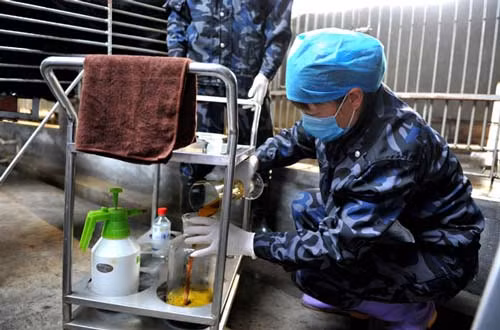 Mật gấu trong y học Trung Quốc là một loại thuốc quý được cho rằng có thể chữa khỏi những bệnh về gan, tiêu hóa hay các bệnh tim mạch, ung thư. Đó là lý do vì sao, rất nhiều người mua mật gấu để chữa bệnh.