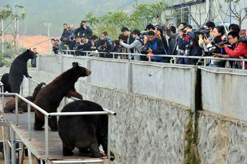 Tại trang trại, những con gấu được nuôi trong các lồng sắt và chích mật theo một quy trình tàn bạo và đau đớn.