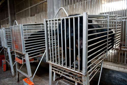 Dù việc chích mật gấu mang về nhiều lợi ích kinh tế nhưng nó lại đang hủy hoại giống nòi của loài gấu. Việc bị nhốt trong những chiếc lồng chật chội, thiếu không gian di chuyển có thể khiến các cơ của chúng bị teo dần, sinh ra bệnh tật. 