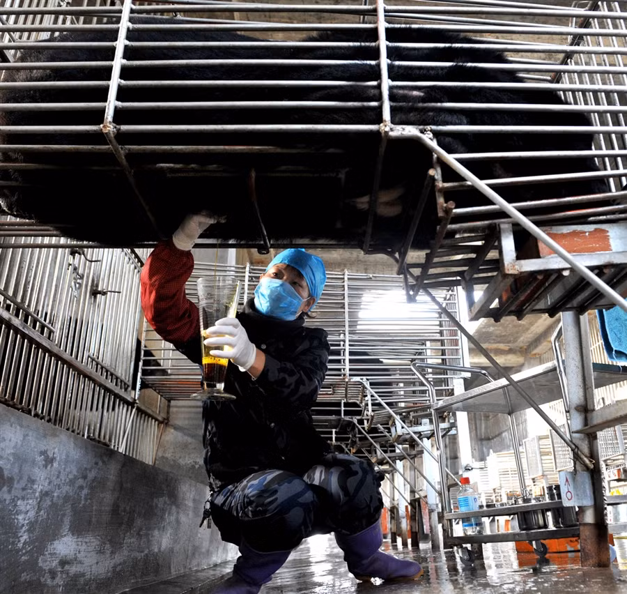 Những chiếc lồng này chỉ đủ để chúng di chuyển một đến hai bước và thường không đủ cao để những con gấu có thể đứng thẳng được.