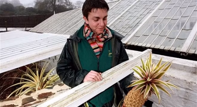 Ngày nay, dứa không phải là loại quả quý hiếm. Tuy nhiên đây là loại cây nhiệt đới được trồng và chăm sóc đặc biệt ở xứ lạnh nên quả của nó lại vô cùng đắt đỏ.