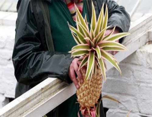 Bên cạnh đó, những người làm vườn chăm sóc dứa lạ bằng phương pháp có từ thế kỷ 19 vốn được sử dụng cho các nông trại thuộc sở hữu giới nhà giàu thời kỳ Victoria.