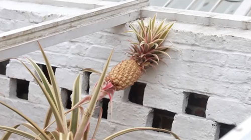 Theo tiết lộ của Lost Gardens of Heligan, những cây dứa hiếm có được trồng tại đây tốn chi phí chăm sóc khoảng 1.600 USD mỗi cây.