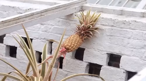 Theo tiết lộ của Lost Gardens of Heligan, những cây dứa hiếm có được trồng tại đây tốn chi phí chăm sóc khoảng 1.600 USD mỗi cây.