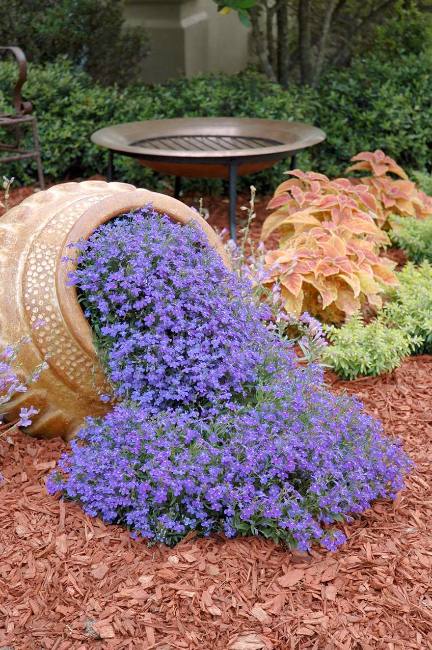 Chậu hoa tím đổ bắt mắt.