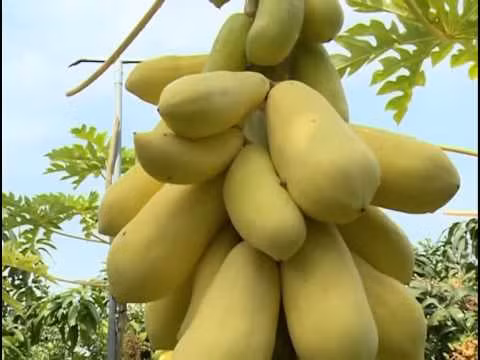 Ngam vuon du du la mat sai triu trit hai ra tien-Hinh-3