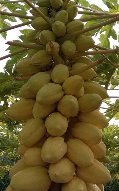 Những trái đu đủ vàng bắt mắt, thơm ngọt, được người tiêu dùng ưa chuộng.