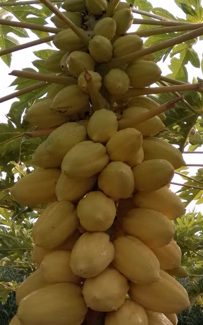 Ngam vuon du du la mat sai triu trit hai ra tien-Hinh-5