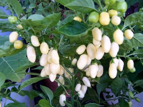 Họ ớt Habanero là một giống ớt hết sức cay. Màu trắng của loại ớt này khiến cho chúng trở nên thực sự đặc biệt và quý hiếm. Ớt trắng Habanero phổ biến ở Mexico và Caribbean. Giống ớt có cây nhỏ nhưng cho sản lượng cao, thường được dùng làm gia vị ướp và nước sốt.