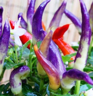  Giống ớt tím cho quả khá bắt mắt và có thể trồng làm cây cảnh. Nó cũng được coi là một trong những loại ớt độc đáo nhất thế giới. Giống này được giới thiệu là rất dễ trồng và dễ chăm sóc (tỷ lệ nảy mầm là 90%).