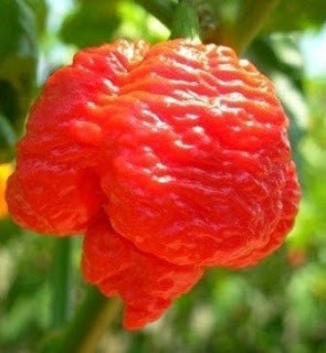 Giống ớt này có hình dáng giống não bộ của con người. Nó thích hợp trồng làm cây cảnh và vừa có thể dùng làm gia vị cho món ăn.