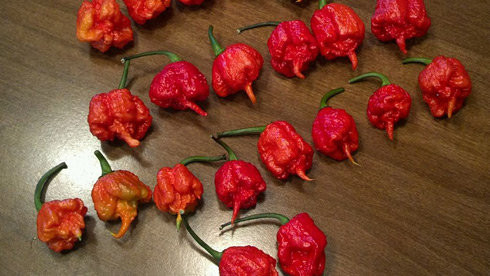 Carolina Reaper là loại ớt cay nhất trên thế giới. Nó có sức "tấn công" tương đương với bình xịt hơi cay chuyên dụng của cảnh sát. Theo sách kỷ lục thế giới Guinness, tính đến thời điểm hiện tại, giống ớt Carolina Reaper của ông Ed Currie là loại cay nhất trên thế giới.