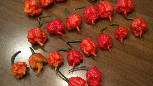 Carolina Reaper là loại ớt cay nhất trên thế giới. Nó có sức "tấn công" tương đương với bình xịt hơi cay chuyên dụng của cảnh sát. Theo sách kỷ lục thế giới Guinness, tính đến thời điểm hiện tại, giống ớt Carolina Reaper của ông Ed Currie là loại cay nhất trên thế giới.
