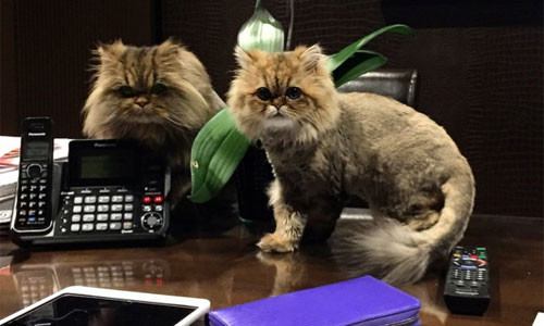 Dan Bilzerian có nuôi 2 con mèo cưng thuộc giống quý có tên là Smushball và Penelope.