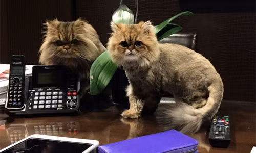 Dan Bilzerian có nuôi 2 con mèo cưng thuộc giống quý có tên là Smushball và Penelope.