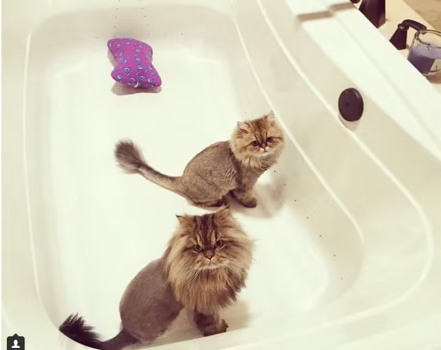 Smushball là giống mèo hiếm với cái đầu to hơn bình thường nhưng phần thân thì nhỏ bé.