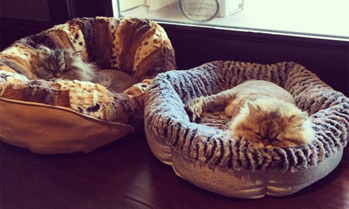 Hai chú mèo tận hưởng cuộc sống giàu sang như chủ nhân.