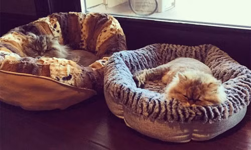 Hai chú mèo tận hưởng cuộc sống giàu sang như chủ nhân.