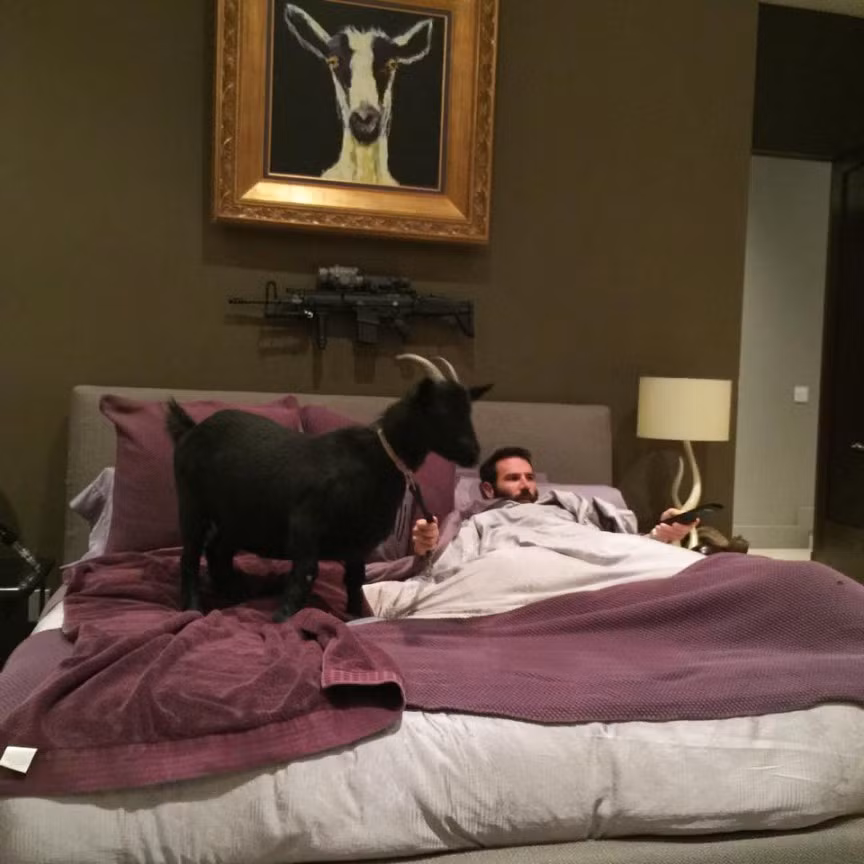 Ngoài hai chú mèo cưng, Dan còn sở hữu vài con dê - loài động vật độc đáo ít người mê. Thậm chí, anh còn treo ảnh của chú dê trên đầu giường.