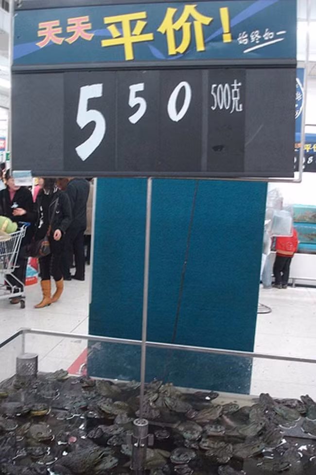 Mặt hàng ếch tươi sống bày giữa siêu thị để chiều lòng "Thượng đế".