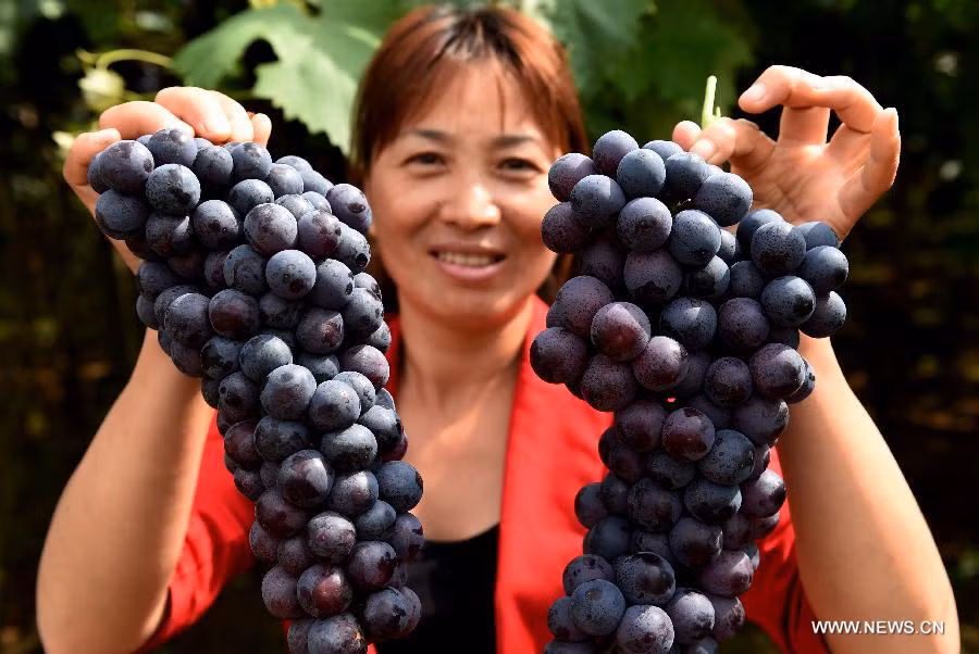 Người dân thu hoạch nho tại trang trại Dongfeng ở Mi’le.