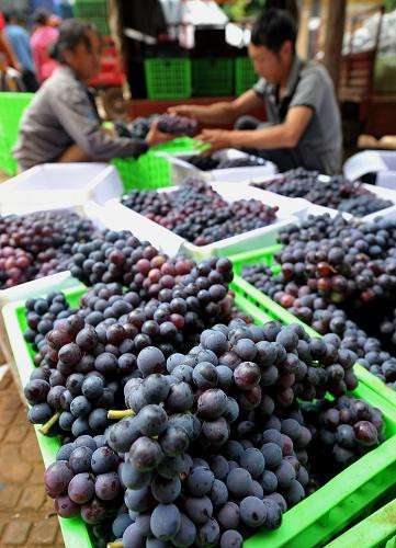 Những chùm nho chín mọng được tuyển chọn để bán ở các sạp hàng.