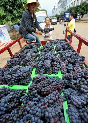 Một xe nho chín mọng vừa thu hoạch từ vườn được chở về nhà máy nấu rượu vang.