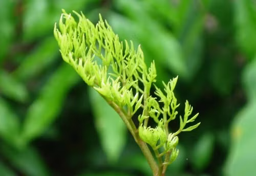 6. Trị mụn: Lá đinh lăng tươi rửa sạch, giã thật nhuyễn, cho thêm vài hạt muối, sau đó đắp lên chỗ có mụn, chờ đến khi thấy lá khô lại thì rửa sạch bằng nước. Mỗi ngày làm một lần vào buổi tối và kiên trì trong vòng 2, làn da của bạn sẽ được phục hồi đáng kể. Ảnh: docbaovn.net.