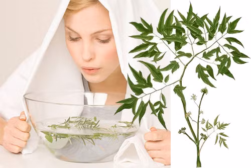 5. Làm trắng da: Hiện nay, có rất nhiều mẹo làm trắng da, trong đó đinh lăng được đánh giá là cho kết quả cao và khá an toàn. Chỉ cần lấy nước lá đã đun sôi tắm như bình thường. Ảnh: tamtrangda.com.vn.