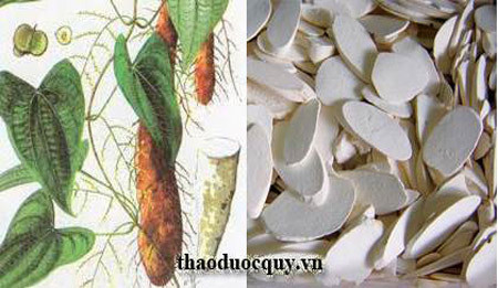 7. Rượu hoài sơn. Nguyên liệu: Hoài sơn, thần khúc. Hoài sơn thái lát, tất cả ngâm trong một lít rượu. Sau một tuần dùng được. Mỗi lần uống 10-20ml. Dùng cho các trường hợp phong thấp huyễn vững (đau đầu, chóng mặt). Ảnh: thaoduocquy.vn.