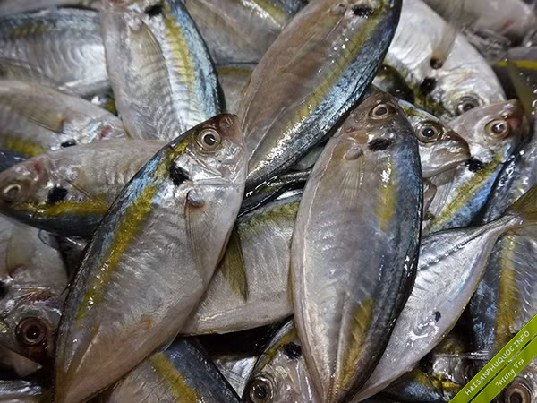 3. Canh chua cá chỉ vàng. Nguyên liệu: Cá chỉ vàng, cà chua, dứa, hành lá, gia vị. Cá chỉ vàng làm sạch, rửa sạch với nước muối rồi để ráo. Ướp cá với 1 chút muối, hạt tiêu, hành tím, bột nêm trong 15 phút để cá ngấm gia vị. Cà chua rửa sạch, bỏ cuống, thái hình miếng cau. Ảnh: haisanphuquoc.info.