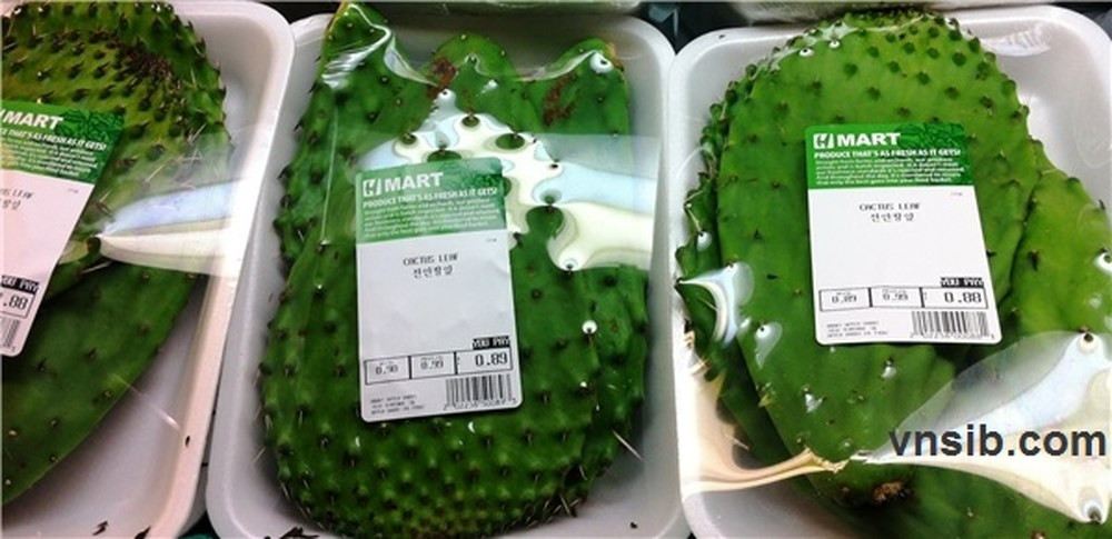 Chế biến xương rồng rất đơn giản. Chỉ cần gọt sạch gai ở bốn phía, tách lớp màng mỏng ở ngoài cho sạch rồi thái mỏng, đem luộc trên bếp chừng 5 phút, khi màu xanh chuyển sang màu vàng là được. Xương rồng luộc lên có màu vàng như dưa cải muối chua, đem vắt ráo nước là có thể xào, nấu món gì tùy thích. Ảnh: baomoi.com. 