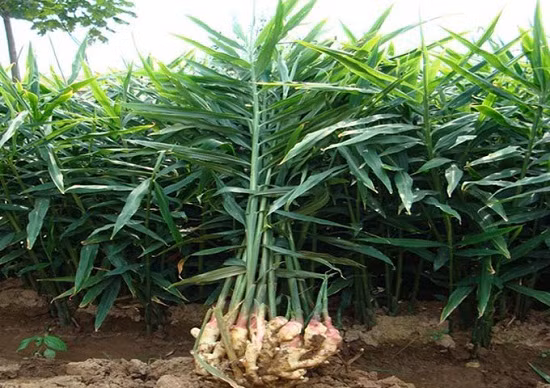 Lá gừng có không chỉ có tác dụng khử vị tanh của những loại hải sản khi nấu cùng mà nó còn có tính cay ấm, điều hòa thân nhiệt và chữa cảm mạo cực kì tốt. Một số món ăn từ lá gừng sẽ cho bạn cảm nhận rõ điều đó. Ảnh: donhaque.weebly.com.