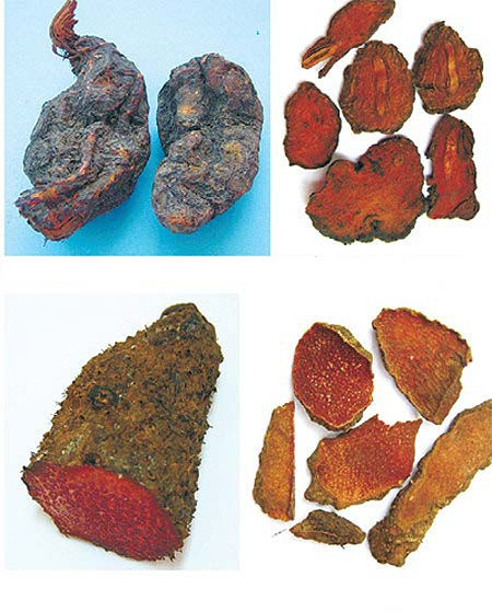 Sau đó, rễ được chế biến theo cách sau: Ngâm dược liệu vào nước vo gạo một ngày đêm, rửa sạch. Đổ nước và đậu đen vào cho ngập với tỷ lệ 1 kg hà thủ ô với 100g đậu đen trong 2 lít nước. Ảnh: agarwood.org.com.