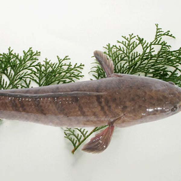 3. Cá lóc nướng sả gừng. Nguyên liệu: Cá lóc, sả, gừng, hành khô, chuối xanh, dứa, dưa chuột, ngổ, thì là, ớt, gia vị, dấm. Cá lóc sơ chế sạch, tẩy hết nhớt của cá khứa nhẹ lên hai bề mặt cá để khi ướp gia vị cho nhanh ngấm. Ảnh: vuacuaexpress.vn.