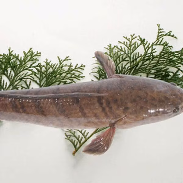 3. Cá lóc nướng sả gừng. Nguyên liệu: Cá lóc, sả, gừng, hành khô, chuối xanh, dứa, dưa chuột, ngổ, thì là, ớt, gia vị, dấm. Cá lóc sơ chế sạch, tẩy hết nhớt của cá khứa nhẹ lên hai bề mặt cá để khi ướp gia vị cho nhanh ngấm. Ảnh: vuacuaexpress.vn.