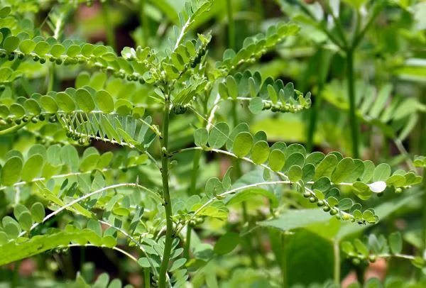 5. Dùng cây chó đẻ (Diệp Hạ Châu): Dùng 40g chó đẻ răng cưa tươi, 20g mã đề, 12g dành dành, sắc lấy nước uống liên tục trong 1 tuần. Hoặc cách thứ 2: Dùng 40-50g chó đẻ răng cưa sắc với nước, uống 3 lần hàng ngày, liên tục trong một tuần. Ảnh: Tuvankhoe.com.