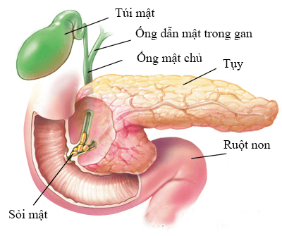4. Chữa viêm túi mật, sỏi mật và viêm gan: Râu ngô 30g, nhân trần bắc 30g, đun sôi uống. Ảnh: caothaoduoc.com.