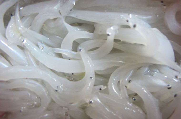 1. Một trong những món ngon từ cá ngần là Cá ngần nấu dưa chua. Nguyên liệu: Cá ngần, dưa chua, nước sốt cà chua, hành củ, ớt, hành, rau răm, thì là, gia vị. Cá ngần rửa sạch với nước, rồi vớt ra để ráo nước. Dưa chua rửa lại với nước rồi để ráo.