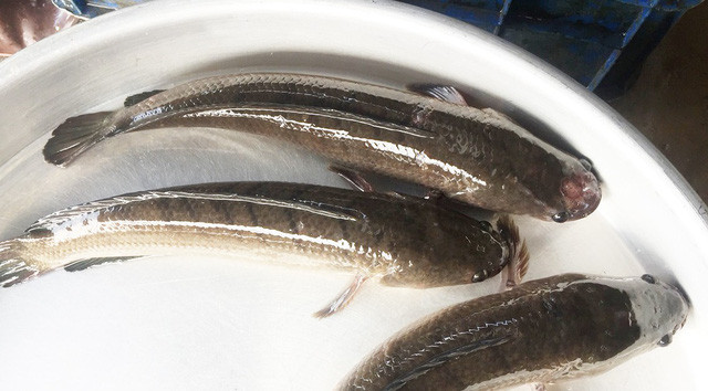 2. Cá lóc kho nghệ. Nguyên liệu: Cá lóc, tinh bột nghệ, hành lá, ớt, nước mắm, đường, hạt nêm, dầu ăn, dừa tươi. Rửa sạch củ nghệ, giã nhuyễn.